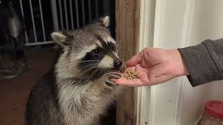 Racoon Friendship