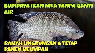Download Lagu Tilapia Cultivation Without Changing Water, Environmentally Friendly \u0026 Still Abounding Harvests MP3