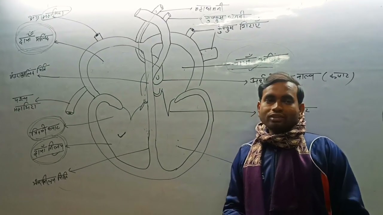 मानव हृदय का अजूबा Concept | Human heart Structure 