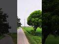 Natural beauty of Village #villagelife #morning #villagevlog #life #youtubeshorts #shorts