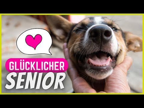 Video: Warum und wann ein Senior einen Hund adoptieren sollte