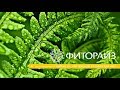 Маркетинг план компании Фиторайз