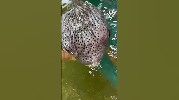 Cách làm cá nóc nhím um Cari