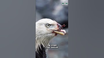 Do Eagles Really Break Their Beak?