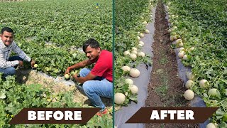 खरबूजे 🫒की खेती करके किसान कमा रहा है 8 से 10 लाख रुपए!! Kisan kam aa raha hai 8 -10 lakh₹₹₹₹₹