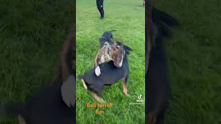 English bull terrier puppy fun #englishbullterrier #mini #bullterrier #fun #park #uk