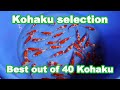 Selecting 40 tosai kohaku koi fish koi selection