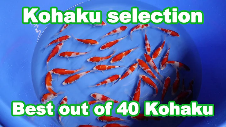 Selecting 40 Tosai Kohaku Koi Fish [KOI SELECTION]