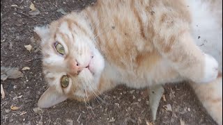 Feline Activities Jun 5,2024part 8428 DAJONGEE SP