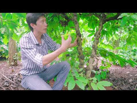 Video: Do Ve sầu làm hại cây - Tìm hiểu về sự phá hoại cây do côn trùng ve sầu
