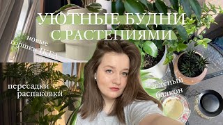 Уютные Будни с Растениями || озеленение балкона, распаковка новых горшков, пересадка растений