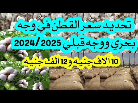 سعر القطن الجديد تحدده الحكومة لموسم  