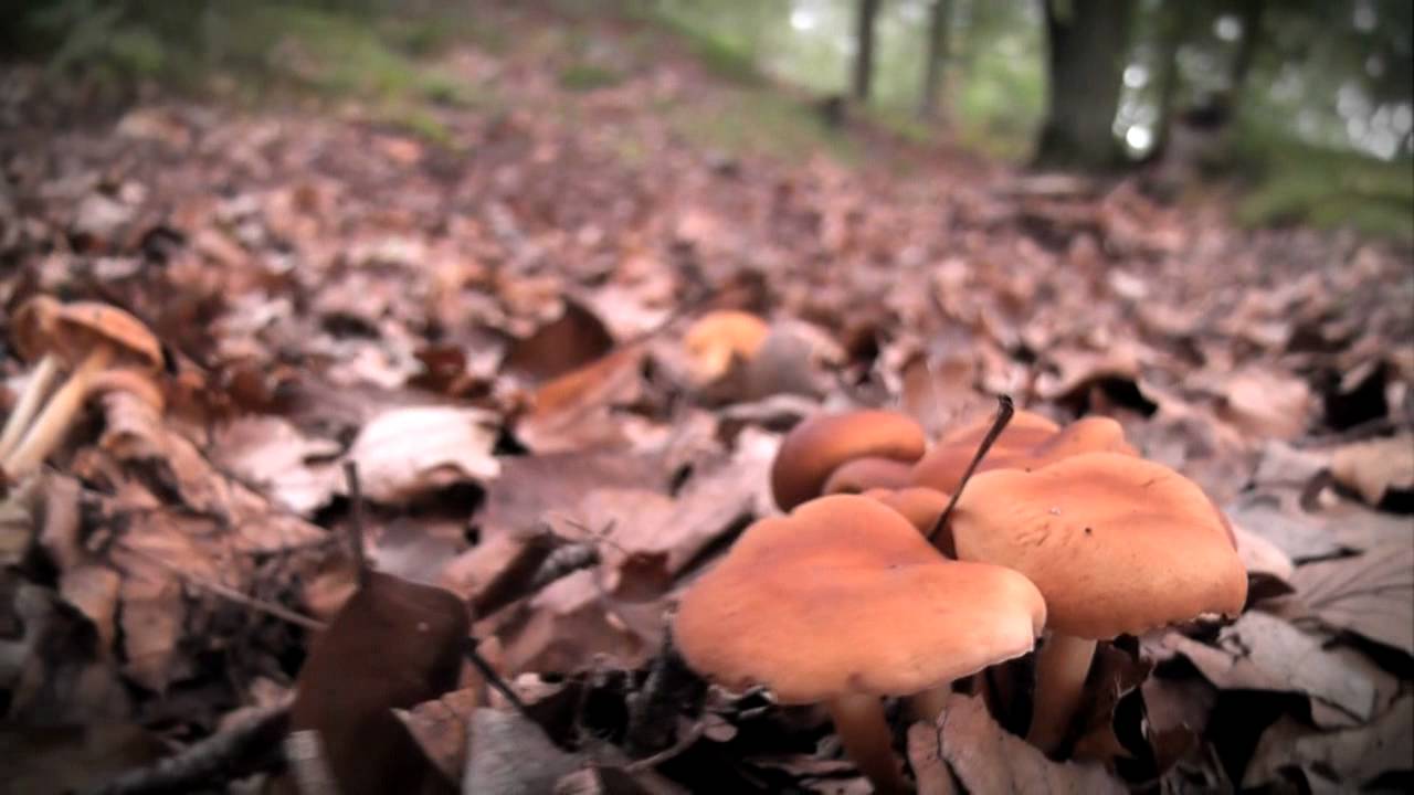 German Woodland Mushrooms YouTube