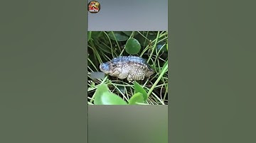 Loài Cá sấu cute nhất trên thế giới🤩#shorts#tunfacts