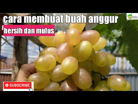 Cara agar buah anggur bersih dan mulus - solusi buah burik dan bintik hitam