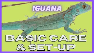 Ugr -- Baby Iguana Care Video