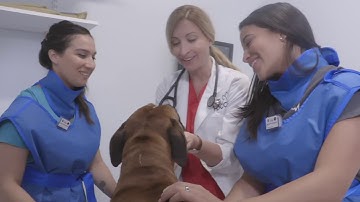 IDEXX DR50 | Practice Testimonial