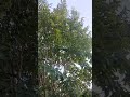 Peaceful easy feeling!!!! #shorts #shortsfeed #ytshorts #viralvideo #youtube #trending #pianomusic