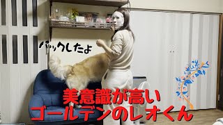 美意識の高いゴールデンレトリバーのれおくん