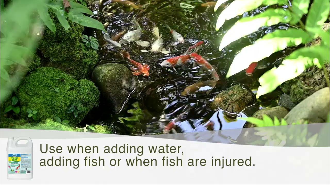 API POND STRESS COAT Keep your pond fish safe YouTube