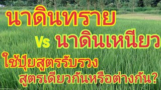 นาดินทราย vs นาดินเหนียว...ใช้ปุ๋ยสูตรรับรวง..เหมือนหรือแตกต่างกัน ??