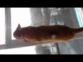 Прикол! Красивый рыжий кот Персик падает, хочет гулять. Beautiful red cat wants to walk