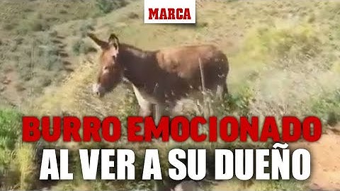 ¿Has visto alguna vez a un burro emocionado? Pues aquí tienes a uno I MARCA