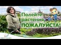 Полейте растения, пожалуйста!!! Вода.Секреты полива. Как и когда поливать растения. Часть 2