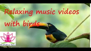 beautiful exotic birds with relaxing music and bird sounds, Relaxing music videos with birds screenshot 3