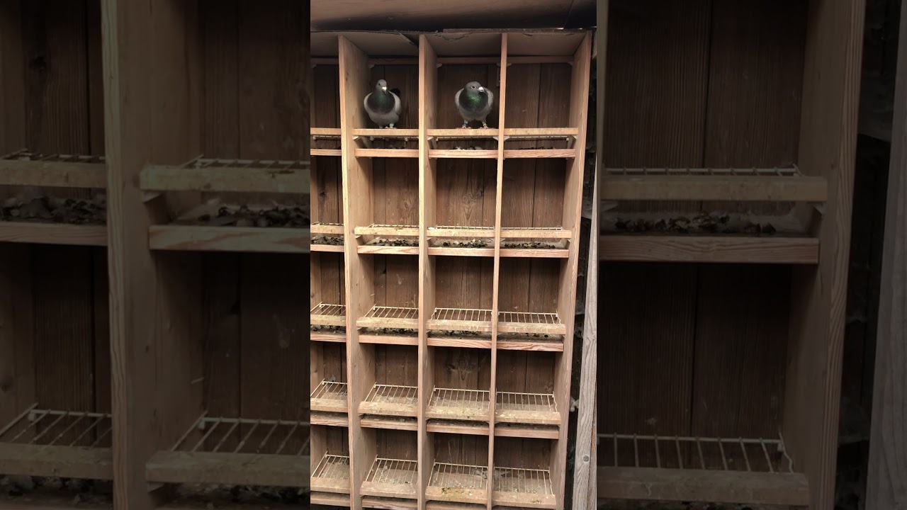 Jungtierschlag von Alfred Berger