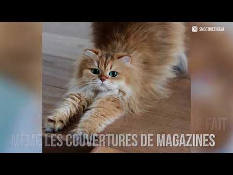 Smoothie Le Chat Le Plus Fluffy Et Photogenique D Instagram Youtube