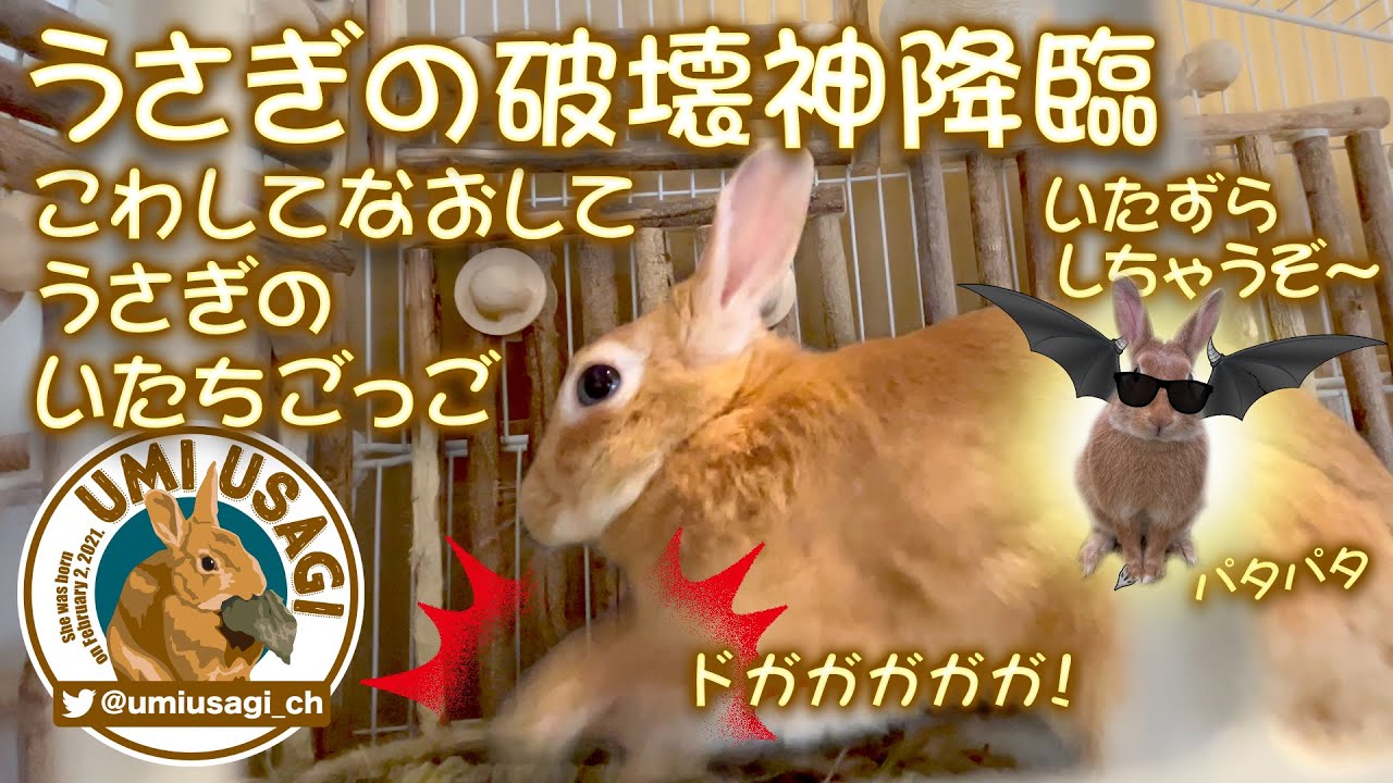 うさぎの破壊神降臨 こわしてなおしてうさぎのいたちごっご 99 Youtube