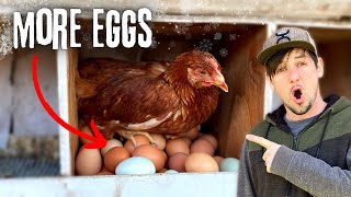 Do THIS so your Chickens will Lay LOTS of EGGS this Winter