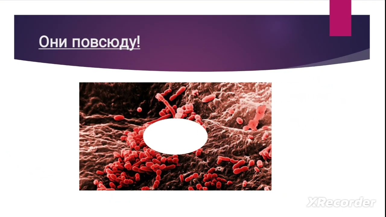 Бактерии, и их строение.