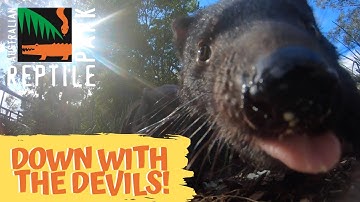 GOPRO IN WITH TASMANIAN DEVILS! | The Australian Reptile Park