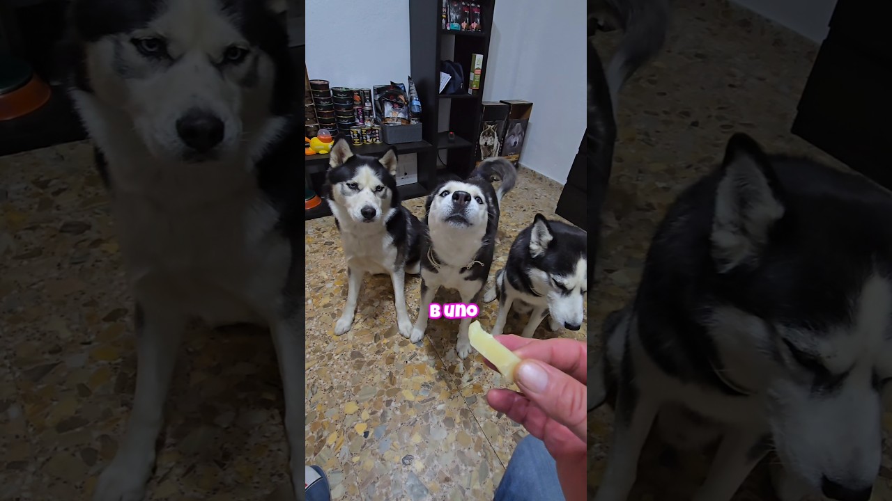 ¿Quién será el más listo? El 'reto del queso' para perros