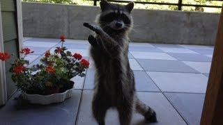 betty raccoon does tricks part 1