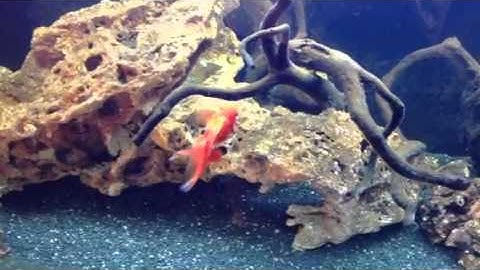 Paul talbot talking about cloudy water in a freshwater aqua