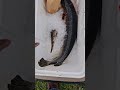 Thick Garfish #louisana #fishing #bayousavage #Garfish