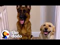 Giant Dogs Get New Baby Brother To Look After | The Dodo