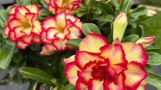 A MELHOR ADUBAÇÃO E DE USO SEMANAL PRA ROSA DO DESERTO EXPLODIR DE FLORAÇÃO | 3 super dicas'