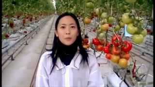 ココヤシピートを使ったトマト栽培