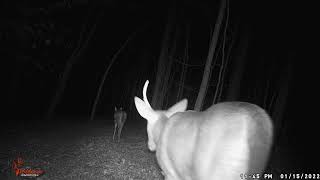 1 20220115 2345 Deer