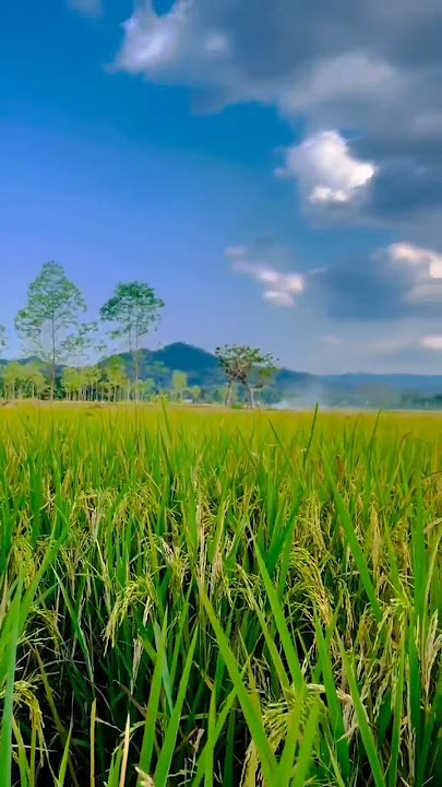 pemandangan di kampung || story wa #pedesaan #explore #shortsfeed
