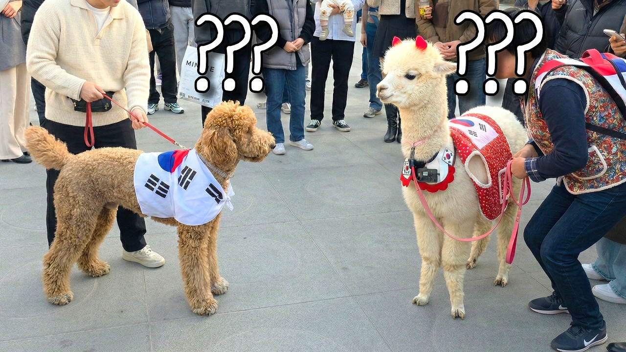 3.1절 광화문에서 알파카 만난 스탠다드푸들ㅋㅋ 사람들 역대급 반응!!