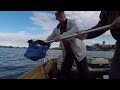 Bream - Flathead - Blue swimmer Crabs | Fishing Sydney Harbour | Fishing Action