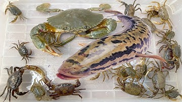 Kem Ốc Chanel bắt con cua, con cá, con ếch, cá sấu. Thử Thách 24H sinh tồn ngoài đồng, nướng cá lóc.