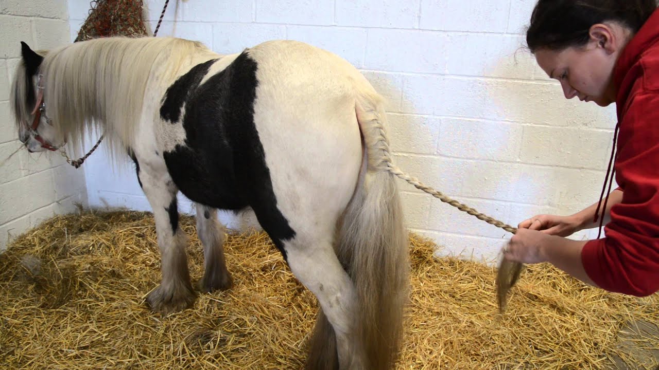 Horse, Pony, Equestrian Small Plaiting Scissors 