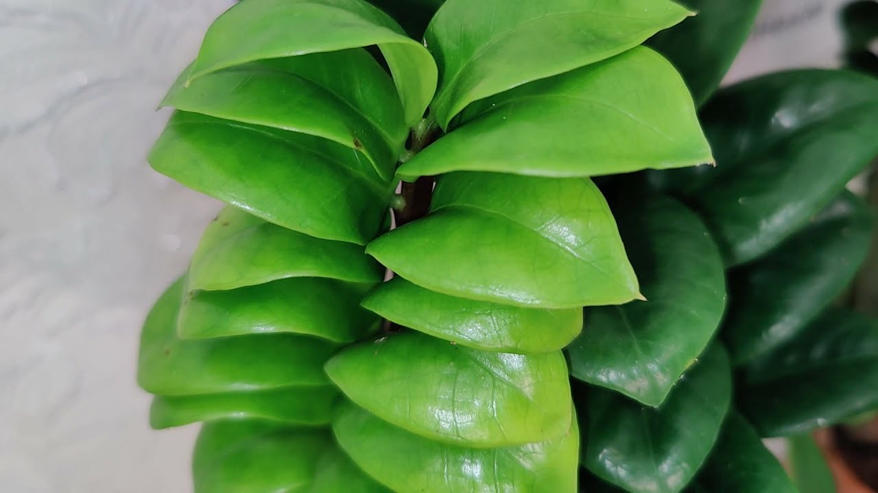 Замиокулькас Зензи / Zamioculcas Zenzi Наша группа Вконтакте 