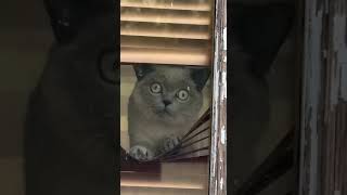 catcelebrationfunnycartooncatgang